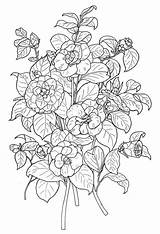 Dover Colouring Prints Annabelles Paysages Adultes Camellia Colorare Disegni Doverpublications sketch template