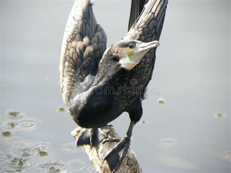 bird  open wings stock image image  point exotic