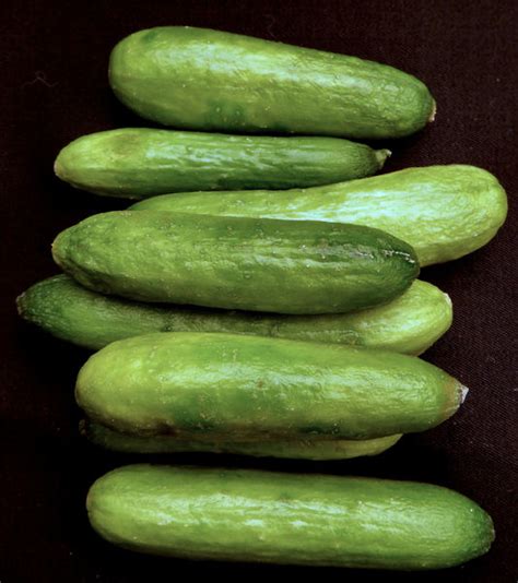 varieties pepino stock de fotos gratis tacluda september