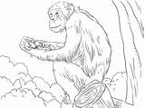 Chimpanzee Coloring Pages Chimp Printable Drawing Imprimer Coloriage Kids Colorier Animal Supercoloring Commun Animals Sketches sketch template