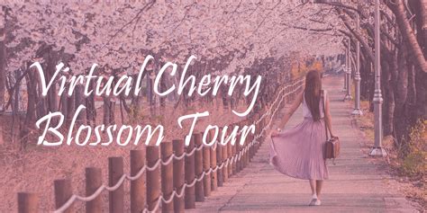 cherry blossom eventbrite 2160x1080 aurora colorado sister cities