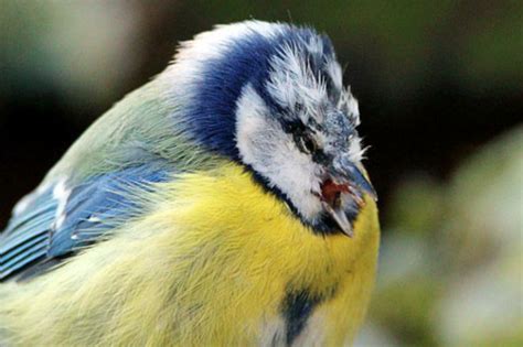 blue tit deaths identified manx birdlife