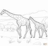 Coloring Giraffe Baby Pages Mother Drawing Animals Realistic Adults Mom Printable Color Easy Supercoloring Giraffes Super sketch template
