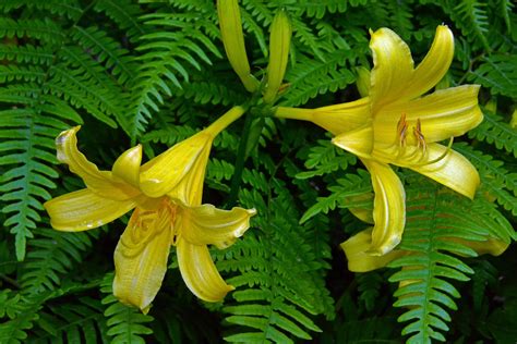 shutterbugs capturing the world around us canadian lily wild yellow lily