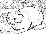 Chat Coloriage Cat Coloring Imprimer 1928 Siamois Dessin Pages Colorier Gratuit Animals Printable Shorthair Et Le Kb sketch template