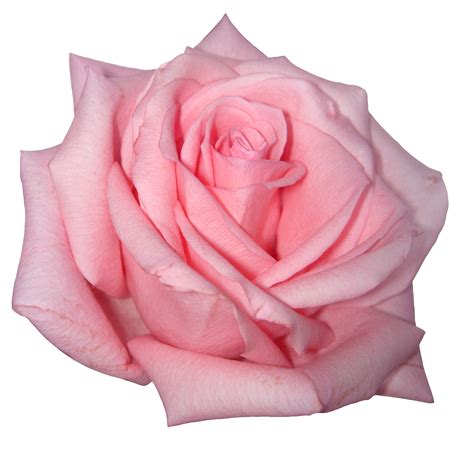 rose perfect rose pink red charm