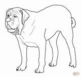 Mastiff Bulldog Cani Stilizzati Boxer Bulldogs Zum Disegno Ausmalbild Mastino sketch template