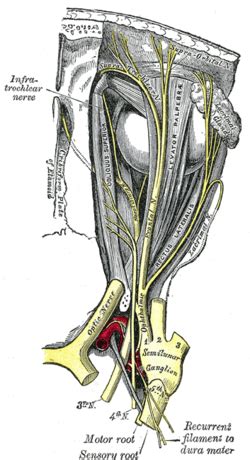 oculomotor nerve wikipedia