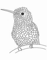 Hummingbird Humming Kolibri Everfreecoloring sketch template