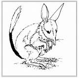 Bilby Coloring Pages Sheet Color Animals sketch template
