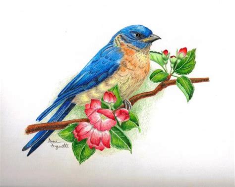 colorful bird drawing  getdrawings