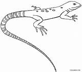 Lizard Gecko Eidechse Ausmalbilder Mewarnai Whiptail Cicak Eidechsen Cool2bkids Common sketch template