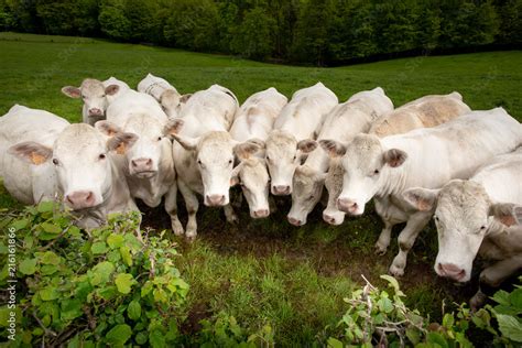vache troupeau charolaise tete alignement ligne champs campagne bovin