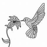 Hummingbird Coloring Vector Adults Book Colibri Drawing Pages Flower Para Colorear Illustration Hummingbirds Libro Preview Colibrí Getdrawings Choisir Tableau Un sketch template