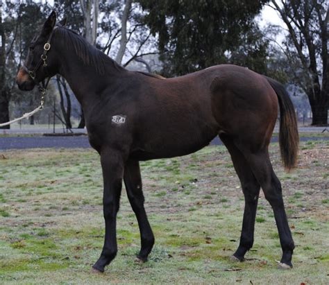 pin  kake hugs  thoroughbred racing horses beautiful babies