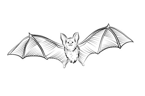 bat drawing vectors illustrations    freepik