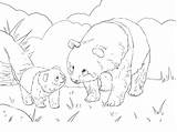 Coloring Panda Bear Pages Magnificent Super Now Wonderful Entitlementtrap sketch template