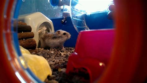 russian dwarf hamster pictures gallery uploaded yours