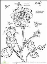 Grandiflora Designlooter sketch template