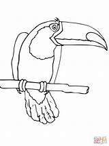 Toucan Coloring Bird Pages Keel Billed Color Printable Drawing Designlooter Popular Getdrawings sketch template