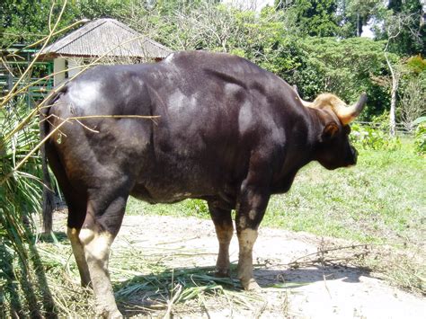 freelittlebrain malayan gaur   largest terrestrial mammal