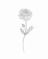 Birth Chrysanthemum Aster sketch template