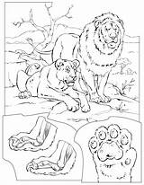 Coloring Pages Pride Lion Printable Color Book Adult Animal Colouring Getcolorings African Library Bobcat Nationalgeographic sketch template