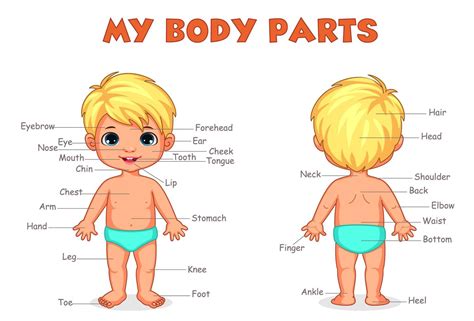 body parts  boy  kids learning  vector art  vecteezy