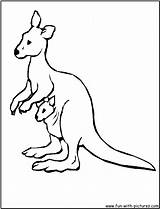 Kangaroo Coloring Pages Australian Animals Colouring Kids Color Clipart Wallabies Printable Print Drawing Cute Joey Getdrawings Getcolorings Cartoon Clipground Library sketch template