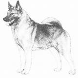 Elkhound Norwegian Dog Akc Breed Breeds Dogs Information American Club Standard Illustration sketch template
