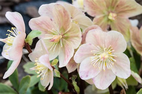 christmas rose plantscapers