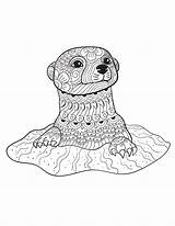 Coloring Pages Animal Adult Animals Otter Adults Printable Book Books Colouring Calm Color Wild Otters Patterns Mandala Sheets Baby Creatively sketch template
