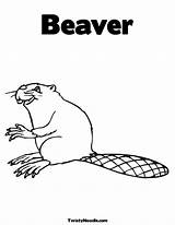 Coloring Pages Oregon State Logo Beaver Template sketch template