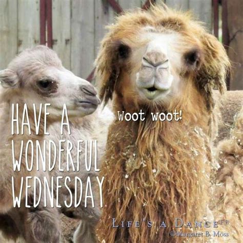 Happy Hump Day Meme Images And Pics
