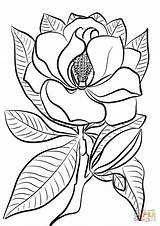 Magnolia Coloring Pages Pelican Drawing Template Brown Printable Flower Getdrawings Categories State sketch template