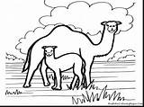Camel Caravan Entitlementtrap sketch template