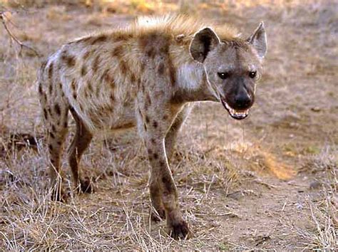 hyena  life  animals