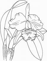 Coloring Orchid Pages sketch template