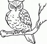 Owl Coloring Pages Cute Comments Color sketch template