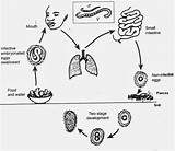 Ascaris Lumbricoides Intestinal Lombriz Ciclo Verme sketch template