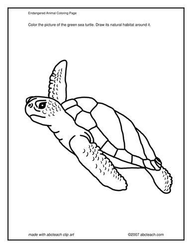 coloring page green sea turtle teaching resources