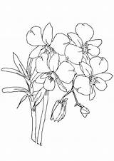 Orchid Coloring Pages Orchids Kids Books Popular Categories Similar sketch template