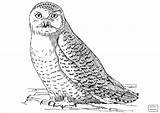 Owl Coloring Pages Snowy Realistic Coloringbay Print sketch template