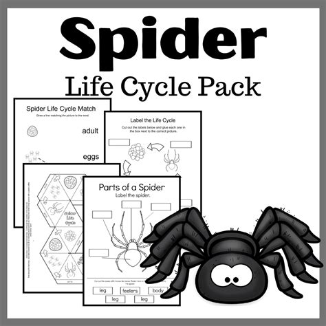 printable spider life cycle  kids