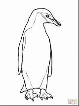 Penguin Coloring Chinstrap Drawing Outline Emperor King Pages Printable Cute Penguins Adelie Getcolorings Getdrawings Color Paintingvalley Comments sketch template