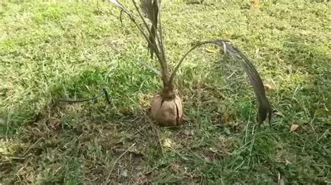 grow coconut trees  texas youtube