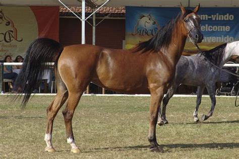 cheval arabe origine caracteristiques