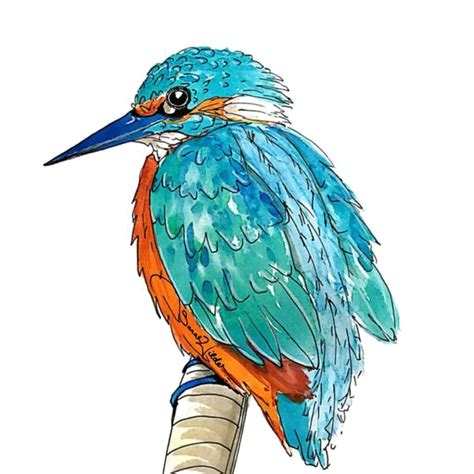 kingfisher picture hq image  png hq png image freepngimg