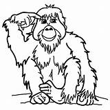Orangutan Orangutanes Orangutans sketch template