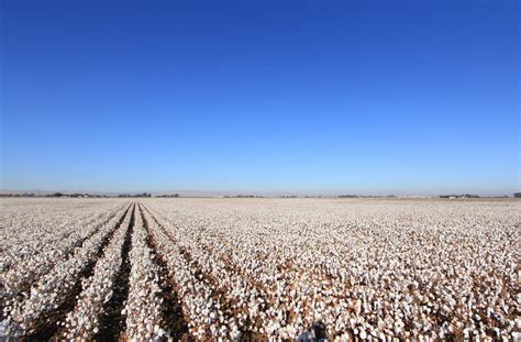 cotton fields usa